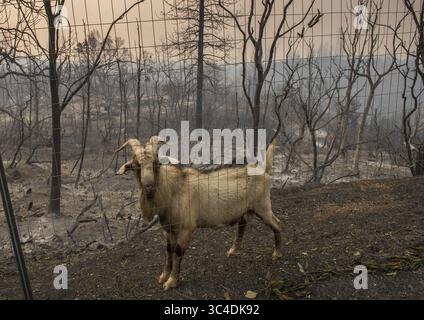 27 juillet 2018 - Redding, Californie, États-Unis - Une chèvre solitaire se tient près d'une clôture très près d'une maison qui a été détruite lors de l'incendie de Carr à Redding, Californie, le vendredi 27 juillet 2018 dans la ville de Keswick. (Crédit image : © Hector Amezcua/Sacramento Bee via ZUMA Wire) Banque D'Images
