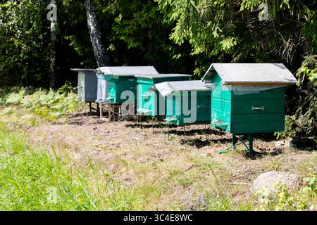 Rucher où du miel écologiquement propre et d'autres produits apicoles sont obtenus. Rucher d'abeilles dans la forêt, les maisons d'abeilles miel, ferme d'abeilles. Banque D'Images
