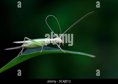 Les grillons d'arbres vivent sur des plantes sauvages dans le nord de la Chine Banque D'Images