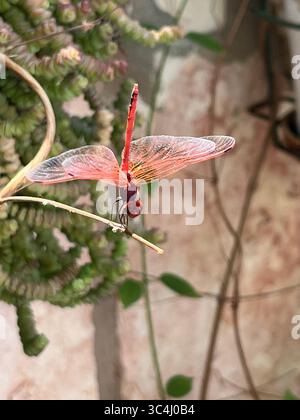 Une libellule rouge frappante repose délicatement sur une branche mince, mettant en valeur ses ailes transparentes au milieu de plantes verdoyantes dans un environnement paisible. Banque D'Images