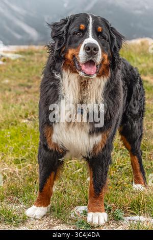 Portrait d'un chien de montagne bernois mâle à Muottas Muragl, Suisse Banque D'Images
