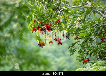 Détail d'une Sterculia lanceolata avec ses fleurs rouges et ses fruits noirs dans une forêt en Thaïlande, Asie, avec un fond vert flou. Banque D'Images