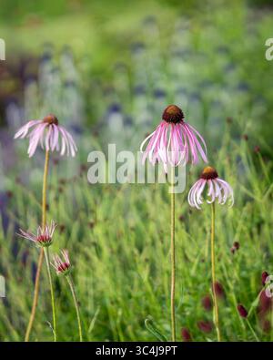 Gros plan de fleurs d'Echinacea pallida dans une bordure de jardin en été. Coneflower de couleur rose pâle dans un jardin. Banque D'Images