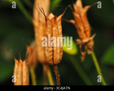 Gros plan de gousses d'aquilegia dans un fond de nature Banque D'Images