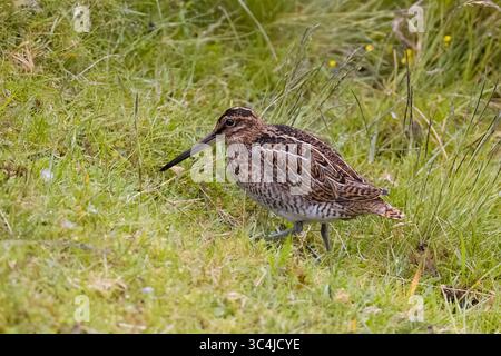 Common Snipe sondant la nourriture sur les Shetlands Écosse Banque D'Images