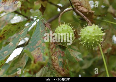 Châtaignier infesté, marronnier mineur (Cameraria ohridella), châtaignier commun (Aesculus hippocastanum), châtaignier, châtaignier, arbre Banque D'Images