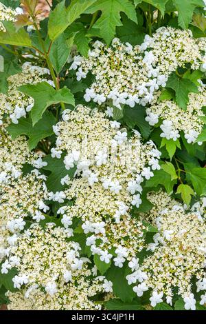 Viburnum du rose de Guelder (Viburnum opulus 'Compactum', Viburnum opulus Compactum), floraison, cultivar Compactum, Europe, Mainau Banque D'Images