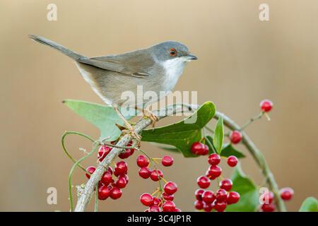 Paruline sarde (Curruca melanocephala, Sylvia melanocephala), vue latérale d'une femelle adulte perchée sur un Smilax commun, Italie, Campanie Banque D'Images