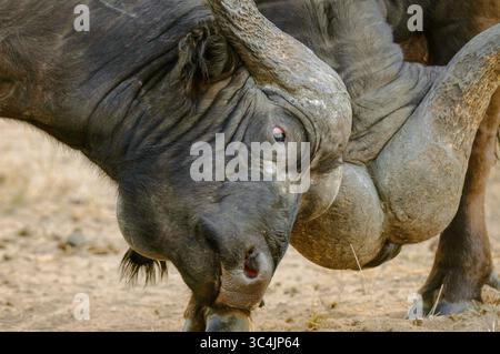 Buffle africain (Syncerus caffer), buffle de combat, portrait, Afrique du Sud, réserve de gibier Mala Mala Banque D'Images