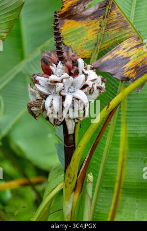 Banane poilue, banane veloutée rose (Musa velutina), infructescence avec des bananes et des pelures de bananes éclatées, Costa Rica, Limon Banque D'Images