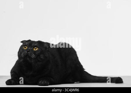 Chat noir accroupi sur le sol avec une expression curieuse sur fond blanc Banque D'Images