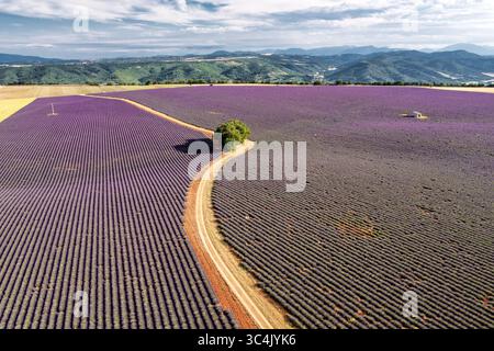 Vue aérienne d'un chemin de terre sinueux coupe à travers des champs de lavande violette vibrants, contrastant avec le blé doré et les montagnes lointaines, Valensole, PR Banque D'Images