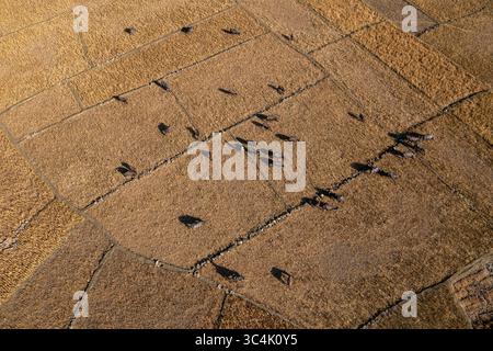 Vue aérienne du bétail en pâturage sur les champs secs et dorés, sectionnés par des murs de pierre rugueuse, projetant de longues ombres sous le ciel clair, Teknaf, Chittago Banque D'Images