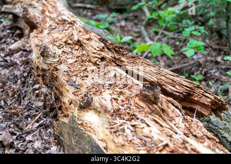Une vue rapprochée d'un tronc d'arbre déchu en pourriture reposant sur le sol forestier, entouré de feuilles sèches et de sous-bois verts. Banque D'Images