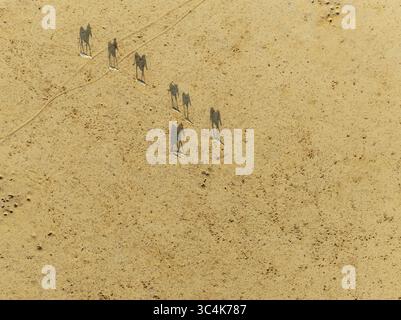 Vue aérienne du désert de Namib, sombre et ensoleillé, où un troupeau de zèbres projettent de longues ombres sur le paysage ocre, désert de Namib, Namibie. Banque D'Images