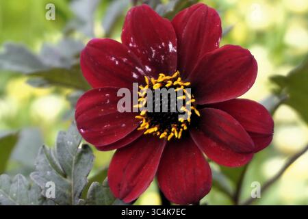Gros plan d'un évêque de Llandaff dahlia, un cultivar d'une plante de jardinage avec une fleur rouge foncé ou écarlate Banque D'Images