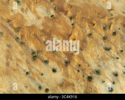 Vue aérienne des sables dorés du désert du Namib, texturés par le vent et la végétation clairsemée sous la lumière douce, créant un paysage serein mais sombre, désert du Namib, Namibie. Banque D'Images