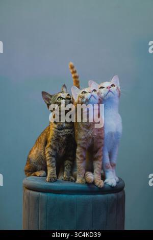 Trois chatons curieux regardant vers le haut assis sur un tabouret à l'intérieur Banque D'Images