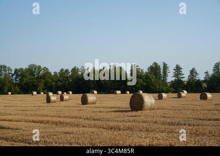 Champ doré avec des balles de foin rondes sur le fond d'une bande forestière verte sous un ciel bleu clair. La photo symbolise la fin de la récolte, Banque D'Images