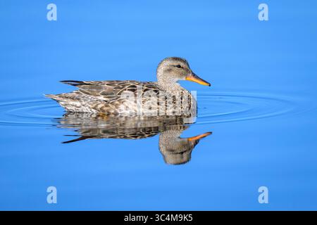 Gadwall (Mareca strepera) femelle nageant dans l'eau avec réflexion, Arapaho Natioanl Wildlife refuge, Colorado, États-Unis. Banque D'Images
