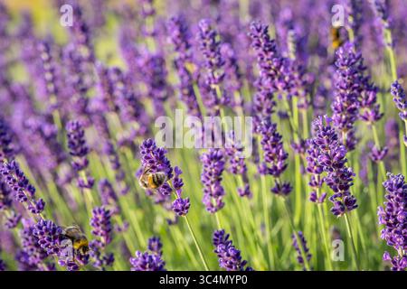 Bourdon à queue blanche (Bombus lucorum) sur des fleurs de lavande (Lavandula) dans un champ. Gros plan de Lavandula angustifolia. Papier peint. Banque D'Images