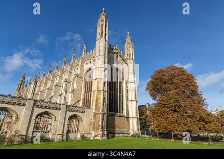 Cambridge, Angleterre. Façade est gothique perpendiculaire de la chapelle King's College, encadrée par le grand châtaignier (Aesculus hippocastanum) growin Banque D'Images