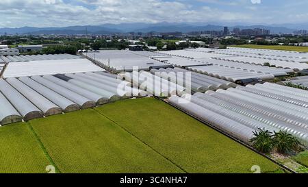 Vue aérienne des serres agricoles Banque D'Images