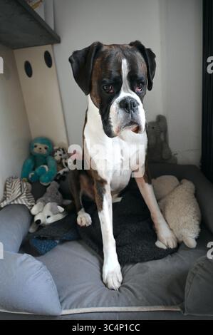 Boxer chien avec ses jouets à la maison. Banque D'Images