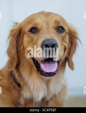 Berlin, Deutschland. 29 juillet 2025. Golden Retriever de la ligne de travail crédit : dpa/Alamy Live News Banque D'Images