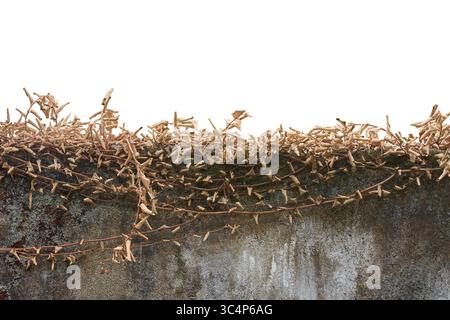 mur de béton surmonté d'une couche dense de vignes végétales séchées fond blanc isolé, pourriture naturelle de la végétation sur la structure en ciment Banque D'Images