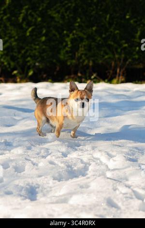 Les chiens jouent et courent dans la neige par une journée d'hiver glaciale. La photo a été prise en Belgique. Banque D'Images