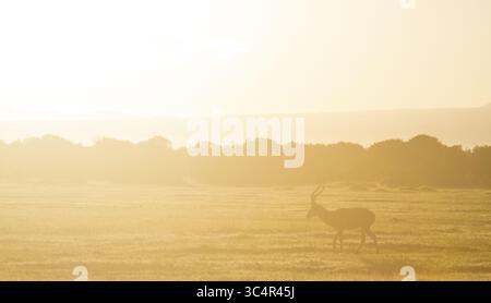 Vue d'une antilope solitaire silhouette contre l'étendue dorée de la savane africaine au lever du soleil, projetant une lueur chaude sur les plaines ouvertes, Nanyuki, comté de Laikipia, Kenya. Banque D'Images