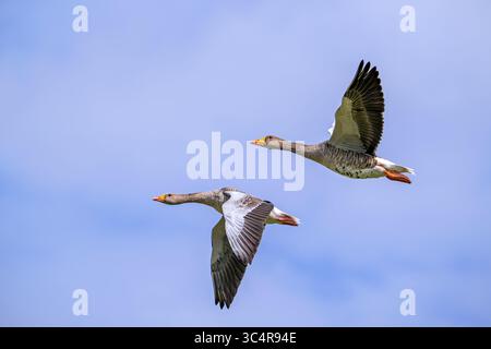 Deux oies gris/oies gris (Anser anser) volant contre un ciel nuageux en été Banque D'Images