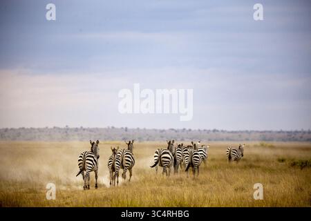 Vue d'un éclat de zèbres galop à travers la savane dorée, éjectant la poussière sous un vaste ciel, leurs rayures un contraste frappant avec l'herbe sèche, Kimana, comté de Kajiado, Kenya. Banque D'Images
