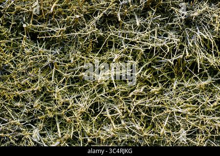 Une photo en gros plan de brindilles sèches et entrelacées formant une texture organique complexe sur le sol forestier Banque D'Images