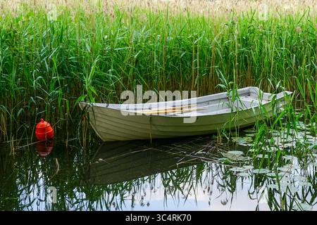 Une petite barque avec des rames en bois repose tranquillement parmi de grands roseaux et des nénuphars sur un lac calme, avec une bouée rouge à proximité Banque D'Images
