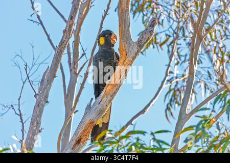 Photographie d'un Cockatoo noir à queue jaune assis dans un arbre et mangeant de l'écorce des branches dans les Blue Mountains en Nouvelle-Galles du Sud, Australie. Banque D'Images