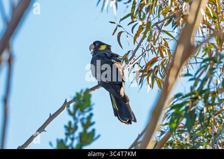 Photographie d'un Cockatoo noir à queue jaune assis dans un arbre et mangeant de l'écorce des branches dans les Blue Mountains en Nouvelle-Galles du Sud, Australie. Banque D'Images
