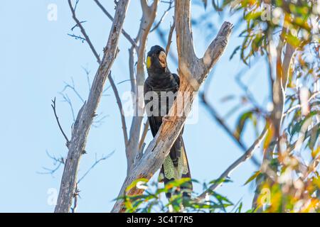 Photographie d'un Cockatoo noir à queue jaune assis dans un arbre et mangeant de l'écorce des branches dans les Blue Mountains en Nouvelle-Galles du Sud, Australie. Banque D'Images