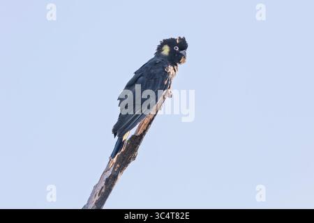 Photographie d'un Cockatoo noir à queue jaune assis sur une branche d'arbre et préparant leurs plumes dans les Blue Mountains en Nouvelle-Galles du Sud, Australie. Banque D'Images