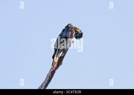 Photographie d'un Cockatoo noir à queue jaune assis sur une branche d'arbre et préparant leurs plumes dans les Blue Mountains en Nouvelle-Galles du Sud, Australie. Banque D'Images