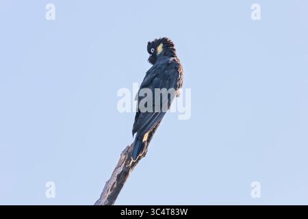 Photographie d'un Cockatoo noir à queue jaune assis sur une branche d'arbre et préparant leurs plumes dans les Blue Mountains en Nouvelle-Galles du Sud, Australie. Banque D'Images