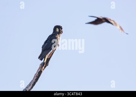 Photographie d'un Cockatoo noir à queue jaune assis sur une branche d'arbre et préparant leurs plumes dans les Blue Mountains en Nouvelle-Galles du Sud, Australie. Banque D'Images
