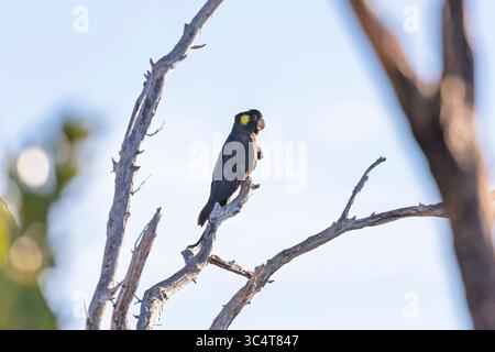 Photographie d'un Cockatoo noir à queue jaune assis sur une branche d'arbre et préparant leurs plumes dans les Blue Mountains en Nouvelle-Galles du Sud, Australie. Banque D'Images