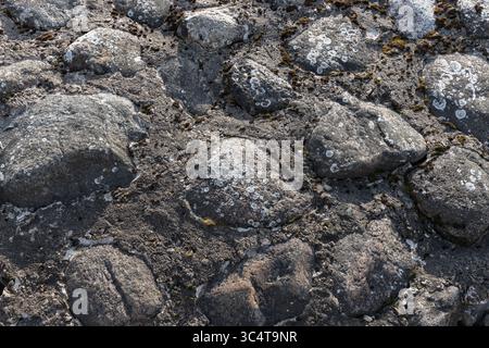 Une surface murale texturée avec des pierres lisses, encastrées dans du béton avec des taches de mousse et de lichen Banque D'Images