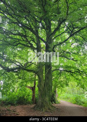 Un arbre majestueux aux branches tentaculaires et aux feuilles vertes luxuriantes se dresse à côté d'un paisible chemin boisé Banque D'Images