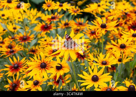 Beau papillon Peacock Eye, se trouve sur une fleur jaune Rudbeckia hirta , Monarch Butterfly Inachis io pollinating Black-Eyed Susan fleur, Peacock Banque D'Images