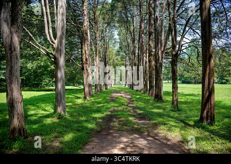 MASON NECK, Virginie — des rangées de cèdres bordent le chemin difficile menant au cimetière de la famille Mason sur le terrain de Gunston Hall, la plantation historique de George Mason IV (1725-1792). Le manoir de style géorgien, construit entre 1755 et 1759, présente un design intérieur sophistiqué avec des éléments chinoiserie et palladiens créés par l'architecte anglais William Buckland. Mason est l'auteur de la Déclaration des droits de Virginie qui a influencé la Déclaration des droits des États-Unis et a été l'un des trois seuls délégués qui ont refusé de signer la Constitution en raison de son manque de protection des droits individuels. Désormais exploité en tant que Banque D'Images