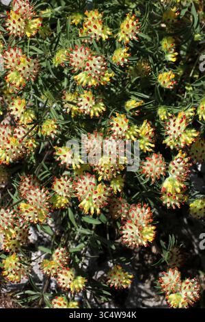 Commune Kidneyvetch, Kidneyvetch ou Woundwort, Anthyllis Vulneraria subsp. Polyphylle, Fabaceae. Europe. Banque D'Images