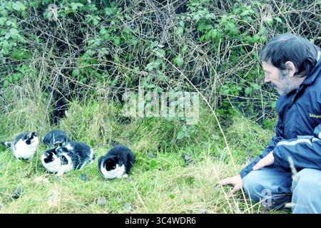 Cat Colony, Vijfhuizen, Vijfhuizen, 13-01-2000 Whizgle News, Dutch Desk, pays-Bas, 1950-2000 Un homme est assis sur le sol dans une zone herbeuse, engageant avec quatre chats curieux qui sont rassemblés autour de lui, entouré de verdure luxuriante et de buissons. Banque D'Images